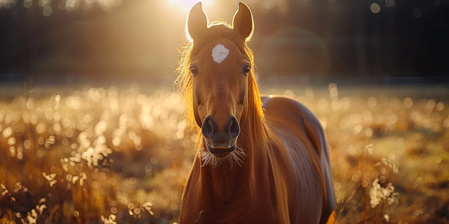 Jak otworzyć krematorium dla kotów?